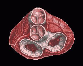 Potrójna zastawka serca