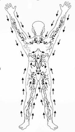 Przypominamy szkolny kurs anatomii: gdzie ludzie mają węzły chłonne